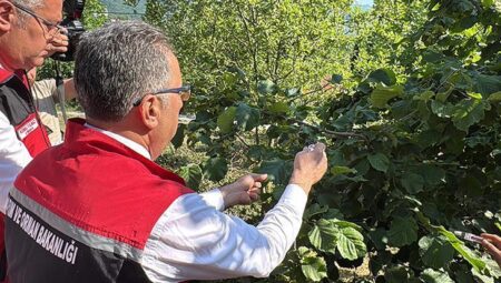 Ordu’da tabiata 245 bin ‘samuray arısı’ salınacak