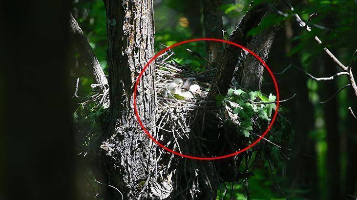 Ormanı gezerken ‘kartal yuvası’na denk geldi! Şakına çeviren görünüm