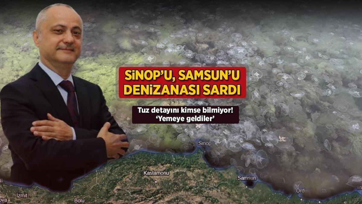Sinop’u, Samsun’u denizanası sardı! Tuz ayrıntısını kimse bilmiyor: ‘Yemeye geldiler’