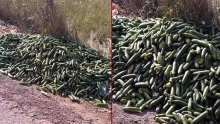 Ticaret Bakanlığından açıklama! Kocaeli’de boş yere dökülen salatalıklar için ceza