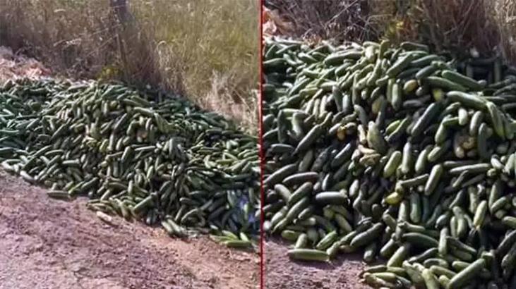Ticaret Bakanlığından açıklama! Kocaeli’de boş yere dökülen salatalıklar için ceza