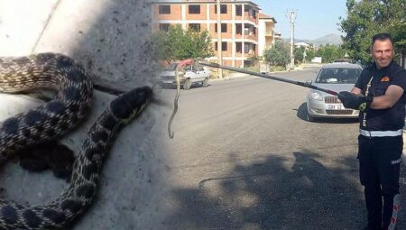 Yılanlar her yeri sardı! Birçok kentte alarm