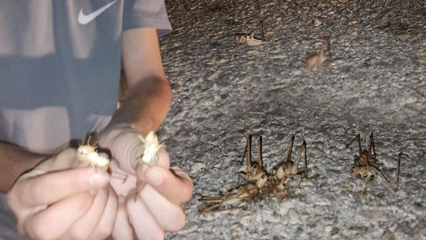 Yüzlercesi bir anda ortaya çıktı! İki kent istila edildi
