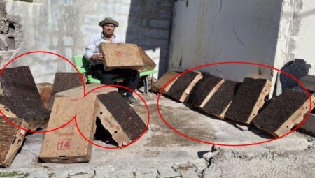 Adanalı mucit köy girişine yerleştirdi! ’15 dakikada 4 karton doldu’