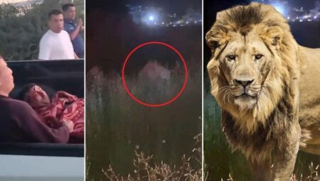 Antalya’da aslan saldırısı! Kafesinden kaçtı, bir kişiyi ağır yaraladı: Her yerde aranıyor