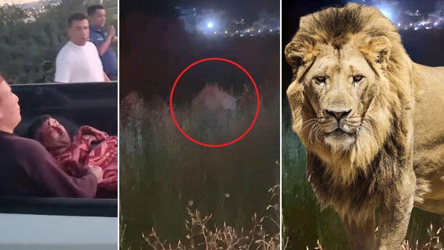 Antalya’da aslan saldırısı! Kafesinden kaçtı, bir kişiyi ağır yaraladı: Her yerde aranıyor