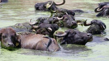 Belgesel tadında manzaralar: Burası Serengeti değil, Erzurum! ‘Sütü için köyde kuyruklar oluyor’