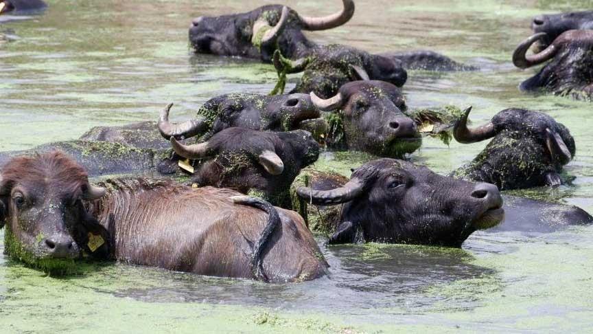 Belgesel tadında manzaralar: Burası Serengeti değil, Erzurum! ‘Sütü için köyde kuyruklar oluyor’