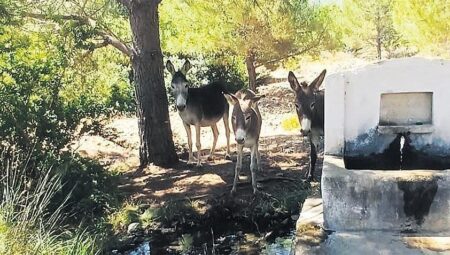 Datça’nın yaban eşekleri yine tabiatta