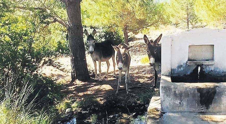 Datça’nın yaban eşekleri yine tabiatta