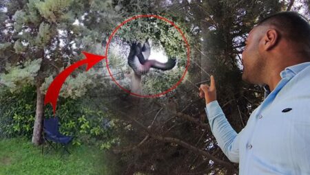 Devasa yılanın beslenme saati: Ağaçtan gelen tuhaf sesle irkildi, görünüm dehşete düşürdü