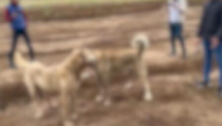 Köpek dövüştürüp toplumsal medyada paylaştılar! 2 kişi yakalandı