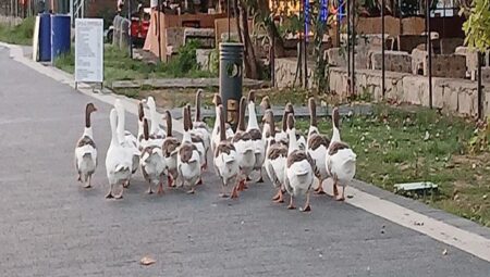 Kümese kapatılan kazlara ‘şartlı tahliye’ izni! Denize girmemek kaydıyla hürler