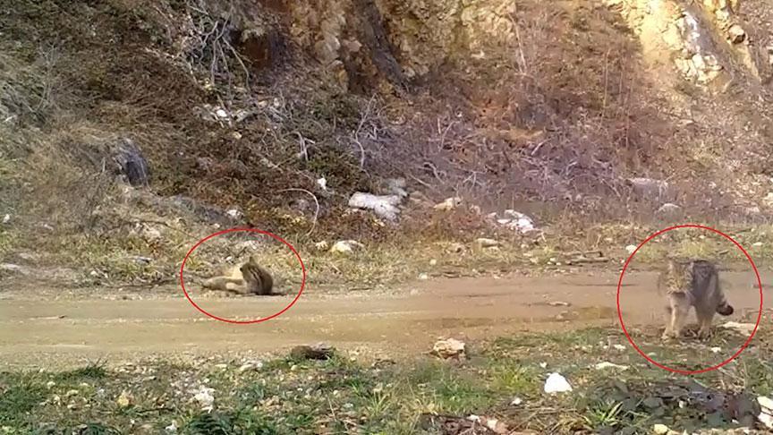 Kuşağı tehlike altında! Fotokapana yakalandı: Artık keyif vakti