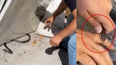 Meskene giren yılanı yakalamak istedi, parmağını kaptırdı