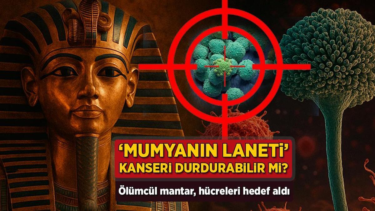 ‘Mumyanın laneti’ kanseri durdurabilir mi? Ölümcül mantar, hücreleri maksat aldı