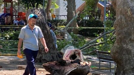 Müthiş olay! Ağacın kopan dev kısmı insanların üzerine düştü