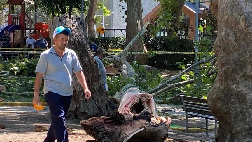 Müthiş olay! Ağacın kopan dev kısmı insanların üzerine düştü