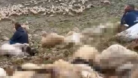 Tunceli’de feci olay! Yaylaya yıldırım düştü, 200 küçükbaş öldü