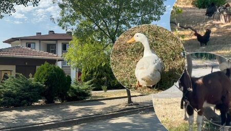 Yalova’da reaksiyon çeken hayvan besleme yasağı! Belediyeden açıklama geldi