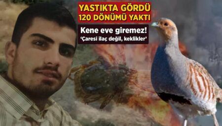 Yastıkta gördü, 120 dönümü yaktı! Kene konuta girmez: ‘Çaresi ilaç değil, keklikler’